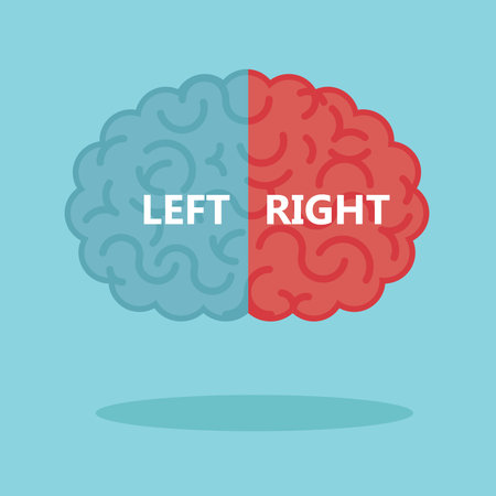 Left & right human brain illustrationのイラスト素材