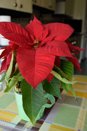 Poinsettiaの写真素材