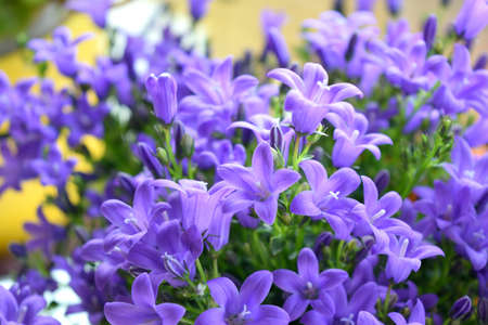 Flowersの写真素材