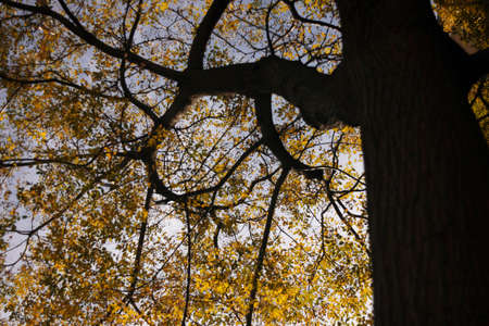 Autumn treeの写真素材