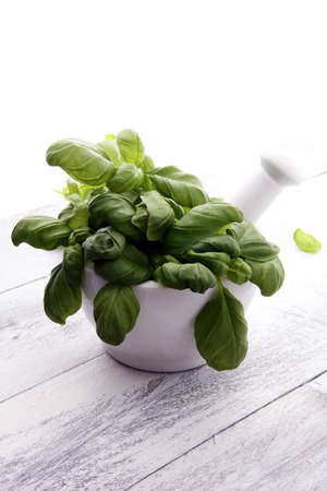 basil and  basil leaves in white mortar on wooden backgroundの写真素材