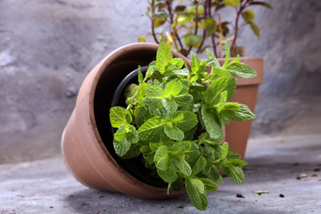 Homegrown and aromatic herb in old clay pot. Set of culinary herb. Green growing mint.の写真素材