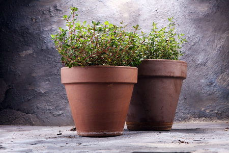 Homegrown and aromatic herb in old clay pot. Set of culinary herb. Green growing thymeの写真素材