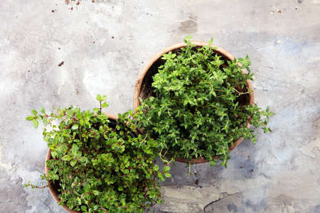 Homegrown and aromatic herb in old clay pot. Set of culinary herb. Green growing thymeの写真素材