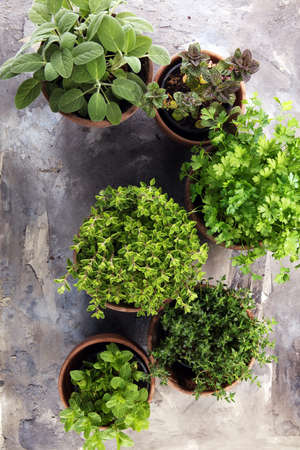 Homegrown and aromatic herbs in old clay pots. Set of culinary herbs. Green growing sage, oregano, thyme, parsley, mint and oregano.の写真素材