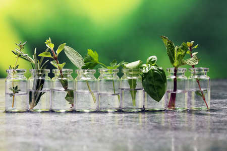 Homegrown and aromatic herbs in glass. Set of culinary herbs. Green growing sage, oregano, thyme, parsley, mint and oregano.の写真素材