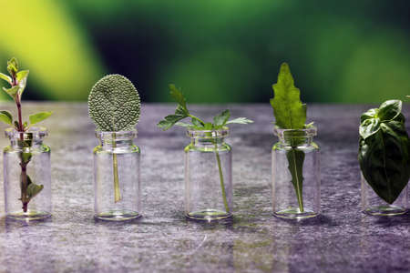 Homegrown and aromatic herbs in glass. Set of culinary herbs. Green growing sage, oregano, thyme, parsley, mint and oregano.の写真素材