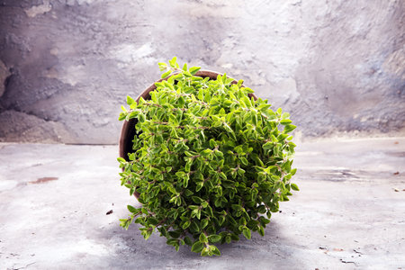 Homegrown and aromatic herb in old clay pot. Set of culinary herb. Green growing oregano.の写真素材