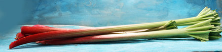 fresh rhubarb on blue background. healthy organic plant.
