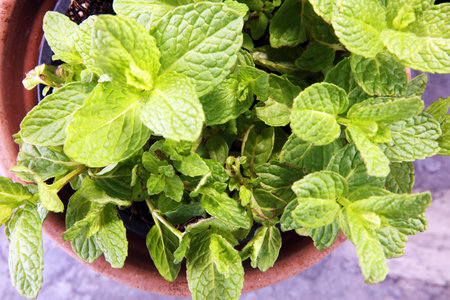 Homegrown and aromatic herb in old clay pot. Set of culinary herb. Green growing mint.