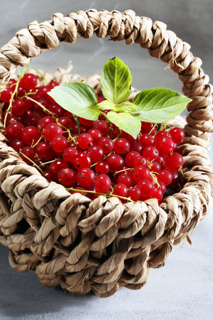 Fresh red currants on light rustic table. Healthy summer fruits.の写真素材