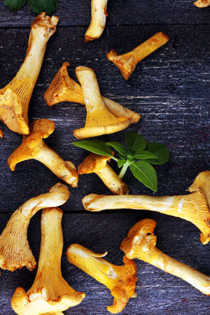 Raw wild chanterelle mushrooms. Composition with wild mushrooms.の写真素材