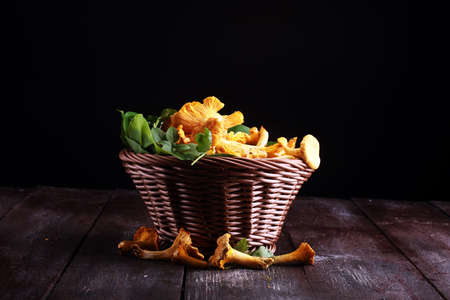 Raw wild chanterelle mushrooms. Composition with wild mushrooms.の写真素材