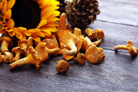 Raw wild chanterelle mushrooms. Composition with wild mushrooms.の写真素材