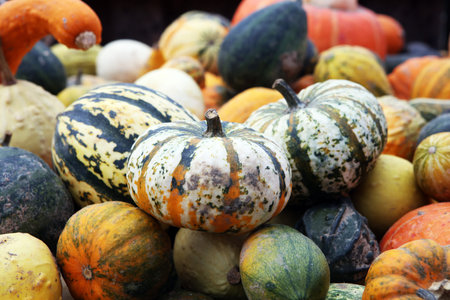 Diverse assortment of pumpkins outdoor. Autumn harvest.