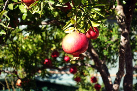 Pomegranate tree with fresh organic healthy pomegranatesの写真素材