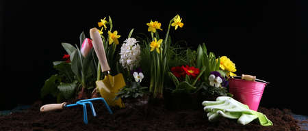 Gardening. Set Of Tools For Gardener And Flowerpots with beautiful spring flowersの写真素材