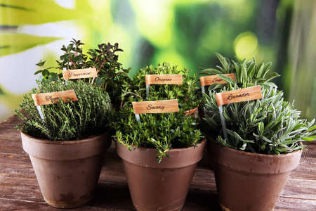 Homegrown and aromatic herbs in old clay pots. Set of culinary herbs. Green growing sage, oregano, thyme, savory, mint and oregano with labelsの写真素材
