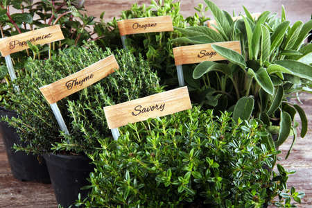Homegrown and aromatic herbs in old clay pots. Set of culinary herbs. Green growing sage, oregano, thyme, savory, mint and oregano with labelsの写真素材