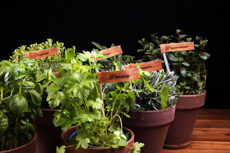 Homegrown and aromatic herbs in old clay pots. Set of culinary herbs. Green growing sage, oregano, thyme, savory, mint and oregano with labelsの写真素材