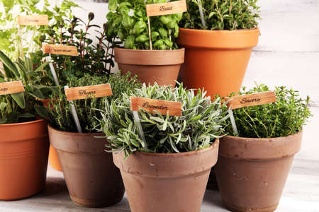 Homegrown and aromatic herbs in old clay pots. Set of culinary herbs. Green growing sage, oregano, thyme, savory, mint and oregano with labelsの写真素材