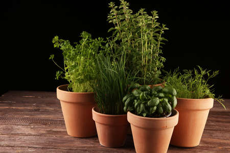 Homegrown and aromatic herbs in old clay pots. Set of culinary herbs. Green growing chives, oregano, dill, basil and parsleyの写真素材