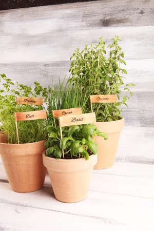 Homegrown and aromatic herbs in old clay pots. Set of culinary herbs. Green growing basil, oregano, dill, parsley and chives with labelsの写真素材