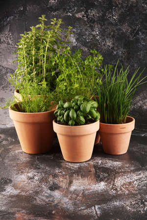 Homegrown and aromatic herbs in old clay pots. Set of culinary herbs. Green growing chives, oregano, dill, basil and parsleyの写真素材