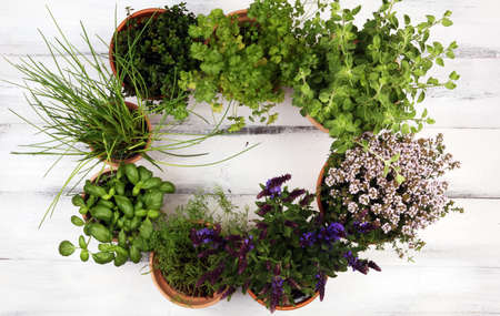 Homegrown and aromatic herbs in old clay pots. Set of culinary herbs. Green growing basil, oregano, dill, parsley and chivesの写真素材