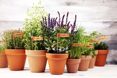Homegrown and aromatic herbs in old clay pots. Set of culinary herbs. Green growing basil, oregano, dill, parsley and chives with labelsの写真素材