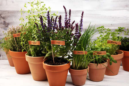 Homegrown and aromatic herbs in old clay pots. Set of culinary herbs. Green growing basil, oregano, dill, parsley and chives with labelsの写真素材