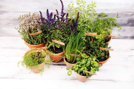 Homegrown and aromatic herbs in old clay pots. Set of culinary herbs. Green growing basil, oregano, dill, parsley and chives with labelsの写真素材