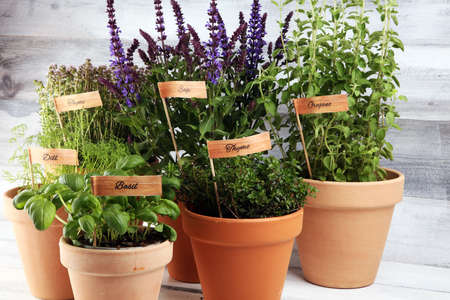 Homegrown and aromatic herbs in old clay pots. Set of culinary herbs. Green growing basil, oregano, dill, parsley and chives with labelsの写真素材