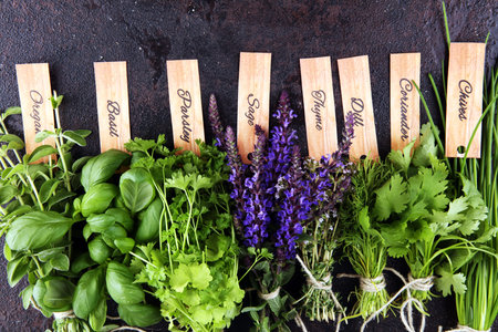 Various Fresh herbs lay on a rustic background. Basil, sage, thyme, oregano, dill, chives, parsley and coriander.の写真素材