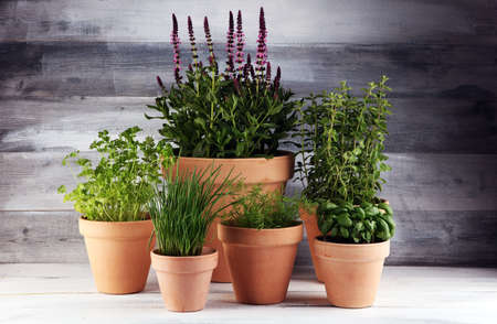 Homegrown and aromatic herbs in old clay pots. Set of culinary herbs. Green growing chives, oregano, dill, basil and parsleyの写真素材