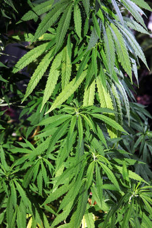 Marijuana leaves, cannabis plant on a natural background, beautiful background, indoor cultivationの写真素材