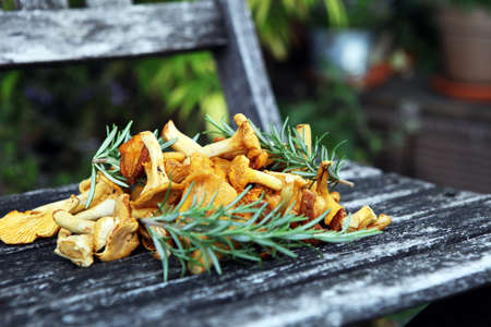 Raw wild chanterelle mushrooms. Composition with wild mushrooms.の写真素材