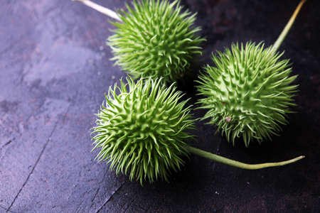 Cucumis africanus. Wild cucumber looks like prickly greenish cucumbers in green. Wild cucumber echinocystis lobataの写真素材