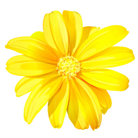 Beautiful yellow flower isolated on white background, vector illustrationのイラスト素材