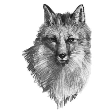 Hand drawn fox, vector illustrationのイラスト素材