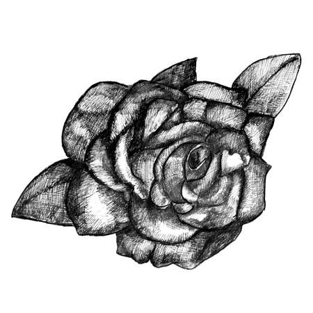 Hand drawn rose, vector illustrationのイラスト素材