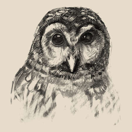 Owl sketch drawn hands, vector illustrationのイラスト素材