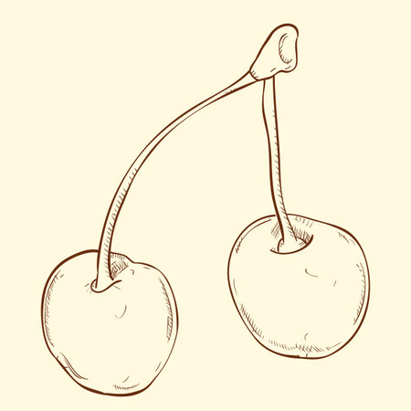 Vector sketch hand drawn illustration of cherryのイラスト素材