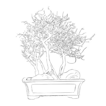 Vector sketch of bonsai. Hand draw illustration.のイラスト素材