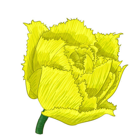 Vector color illustration digital painting of flowerのイラスト素材