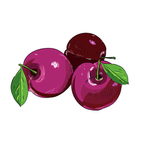 Hand drawn color sketch of plums. Vintage engraved illustration. Botanical plums. Vegetarian food drawing. Vector illustration for restaurant menu designのイラスト素材
