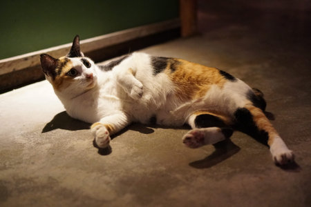 Cats under the light