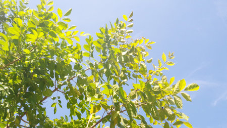 Green leaf with blue sky