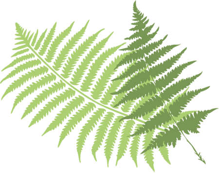 fern leavesのイラスト素材