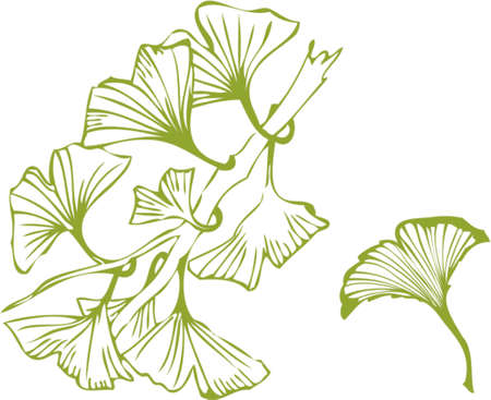 ginkgo leavesのイラスト素材